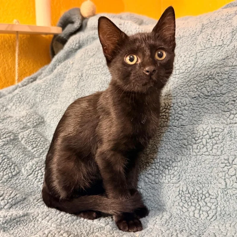 A baby small-sized male Black Domestic Short Hair cat named Shadow for adoption in Flower Mound, TX
