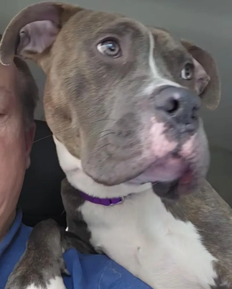 A young large-sized male Black American Staffordshire Terrier dog named Billy for adoption in New York, NY