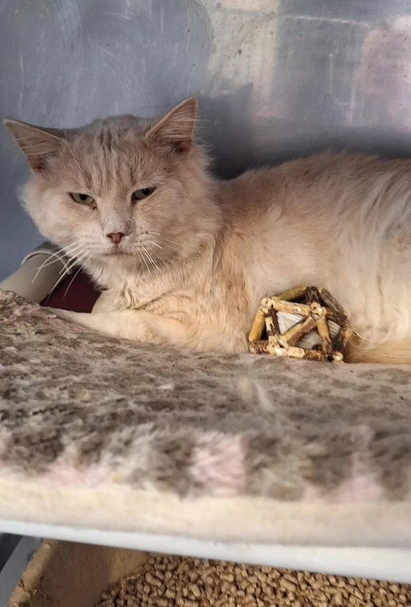 Hobbs thumbnail 3