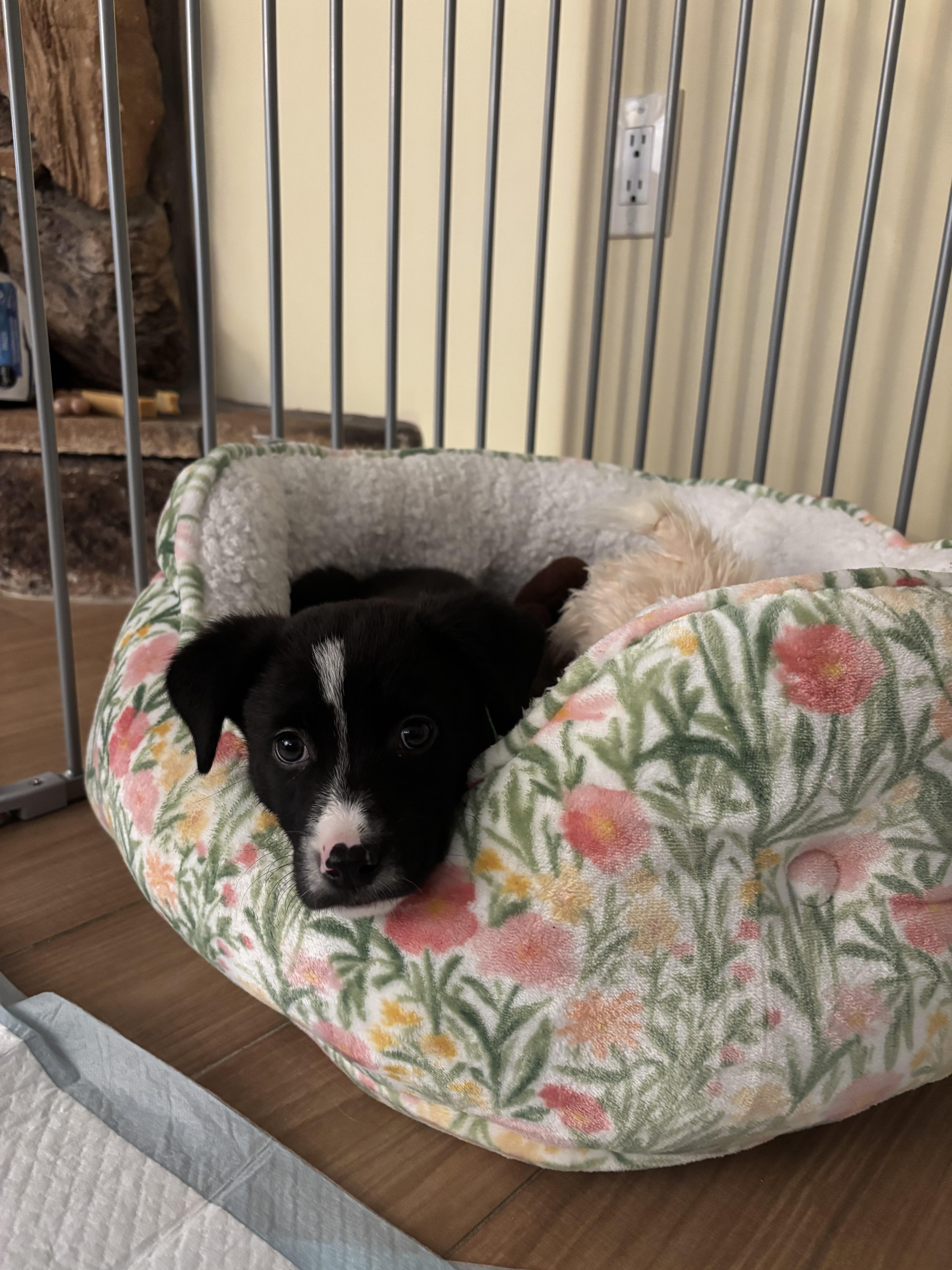 A baby medium-sized male Black Border Collie dog named Justin for adoption in Oceanport, NJ