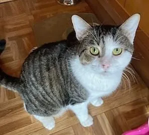 A young large-sized male Tabby (Brown / Chocolate) Domestic Short Hair cat named Chips And Kushion for adoption in Melrose, MA