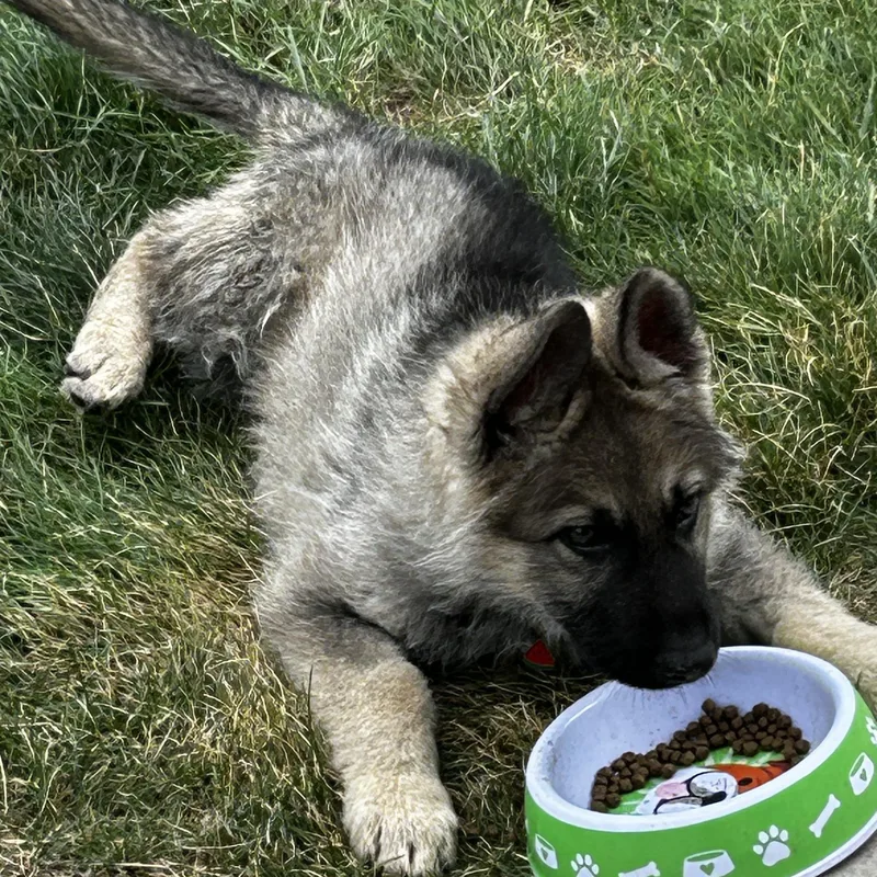 A baby medium-sized male Brown / Chocolate Keeshond dog named Otis for adoption in Farmington, MN