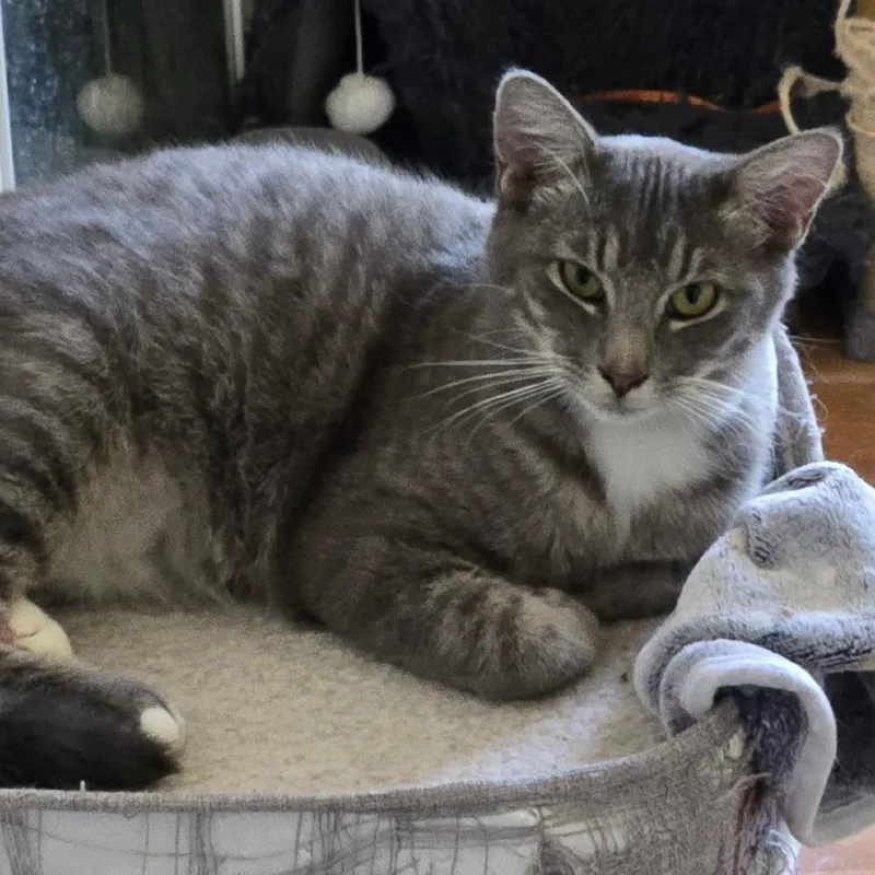 An adult extra large-sized male Domestic Short Hair cat named Grayson for adoption in West Palm Beach, FL