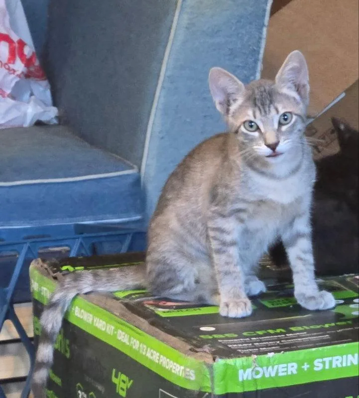 A baby medium-sized male Tabby cat named Prince Meowy for adoption in Pineville, LA