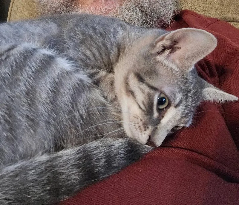 Prince Meowy thumbnail 2