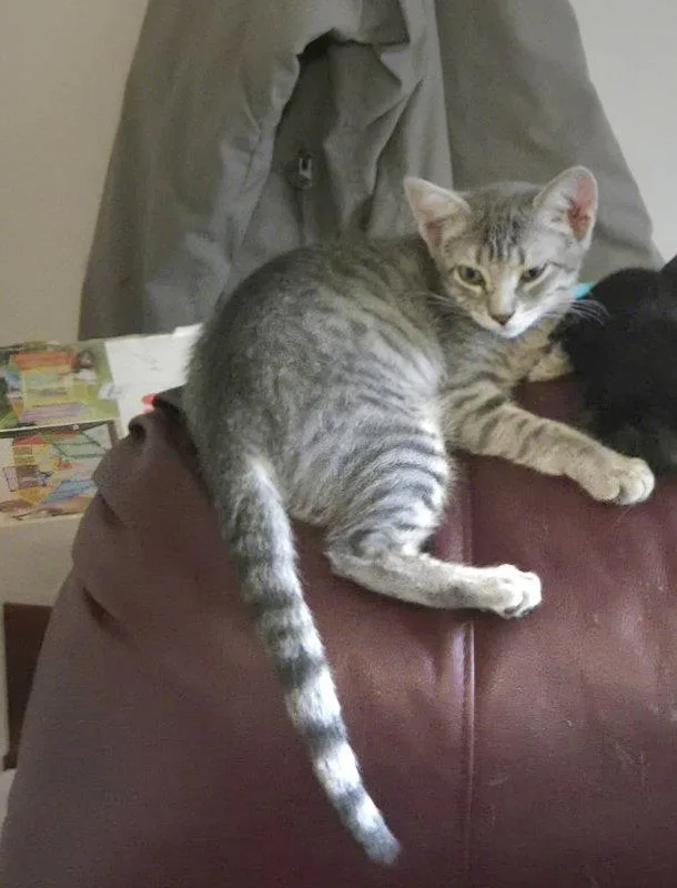 Prince Meowy thumbnail 3