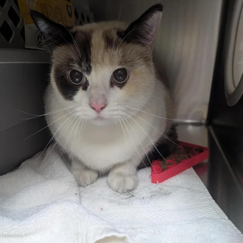 An adult small-sized female White Domestic Short Hair cat named Sky for adoption in Pasadena, CA
