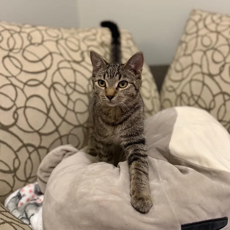 A young medium-sized female Tabby (Brown / Chocolate) Domestic Short Hair cat named Mummy for adoption in Evanston, IL