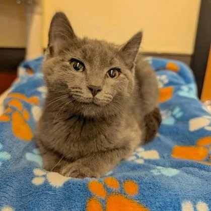 A baby small-sized male Gray / Blue / Silver Domestic Short Hair cat named Cinder for adoption in Rochester, MN