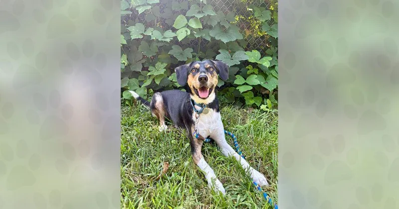 A young medium-sized female Mixed Breed dog named Pecan for adoption in Weaverville, NC