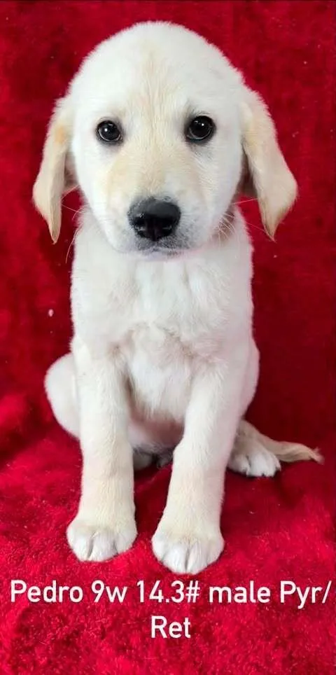 A baby large-sized male White / Cream Great Pyrenees dog named Pedro for adoption in Brewster , NY