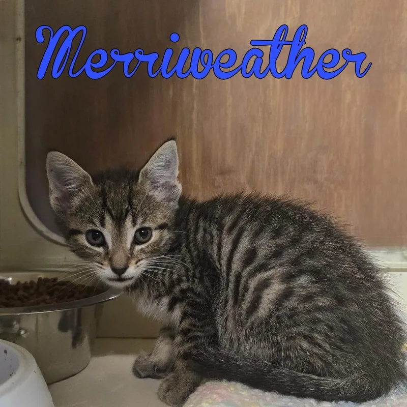 Merriweather