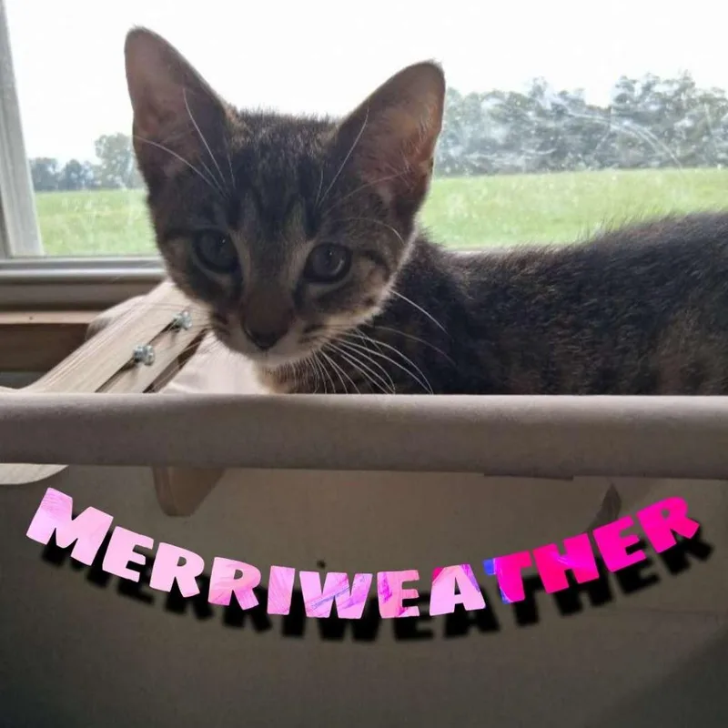 Merriweather thumbnail 2