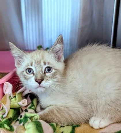 A young medium-sized male Seal Point Domestic Short Hair cat named Teno for adoption in Buffalo, MN