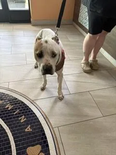 An adult medium-sized male White / Cream Pit Bull Terrier dog named Doug for adoption in Providence Forge, VA