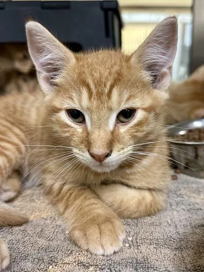 A baby medium-sized male Orange / Red Domestic Short Hair cat named Broccoli for adoption in Wichita, KS