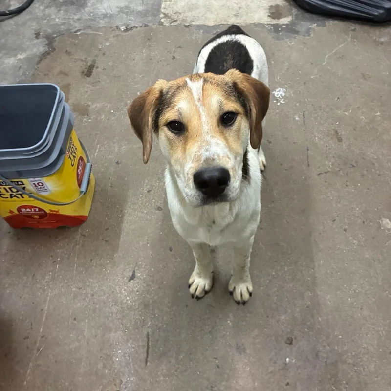 A young small-sized male Mixed Breed dog named Scooter for adoption in Corbin, KY