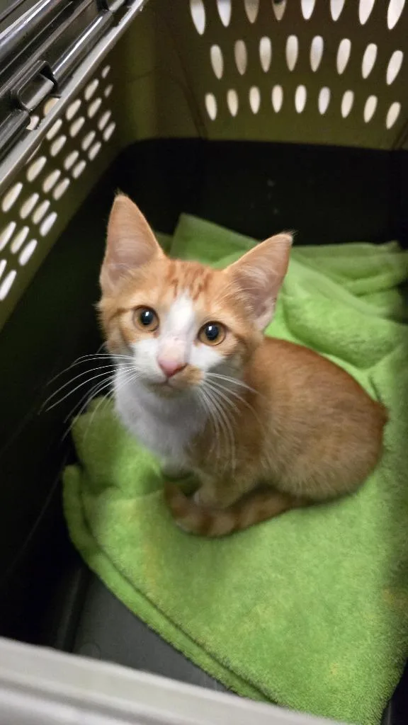 A baby small-sized male Domestic Short Hair cat named Roulette for adoption in Hopkinsville, KY