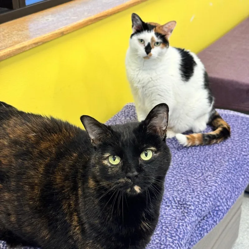 A senior large-sized female Calico Domestic Short Hair cat named Christy for adoption in Wheeling, IL