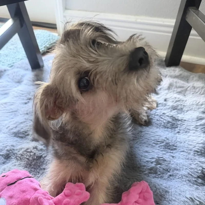 A young small-sized male Black Terrier dog named Chewy for adoption in Freeport, FL