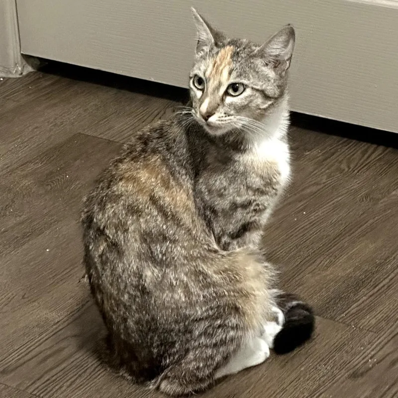 A young small-sized female Calico Domestic Short Hair cat named Miss Tiger for adoption in Long Beach, CA