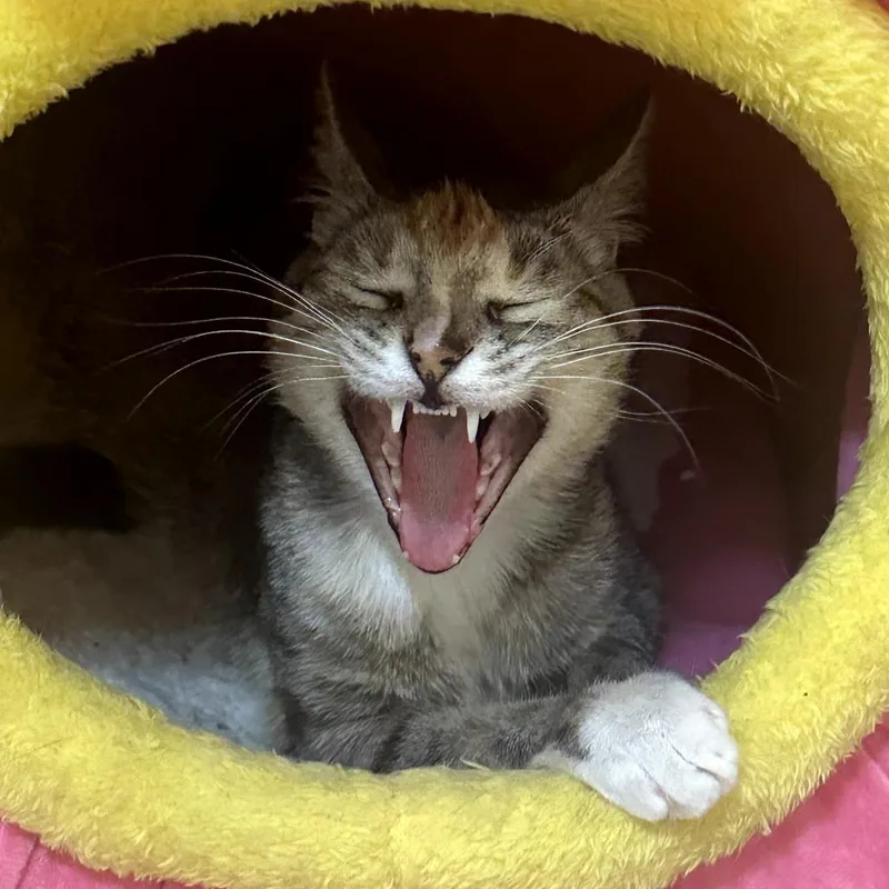 Miss Tiger thumbnail 5