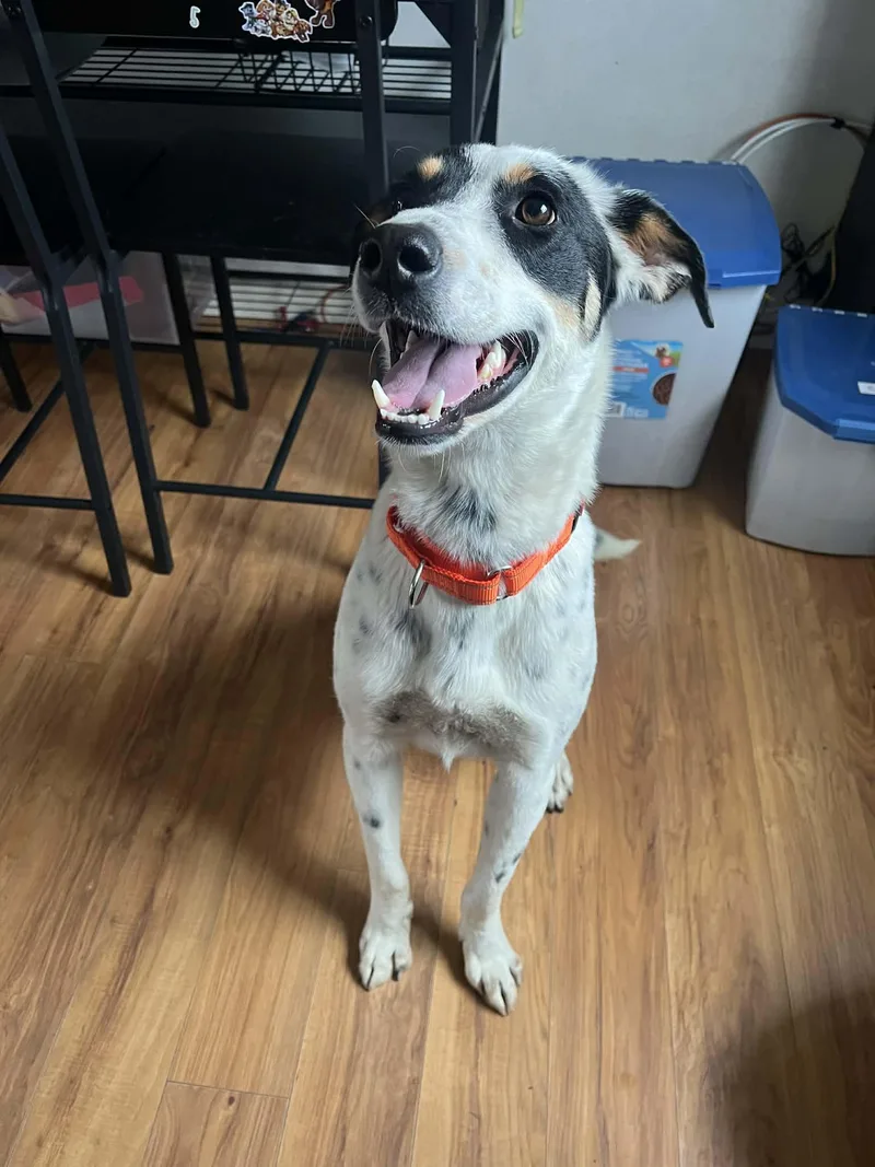 An adult medium-sized male Mixed Breed dog named Archie for adoption in Highland, NY