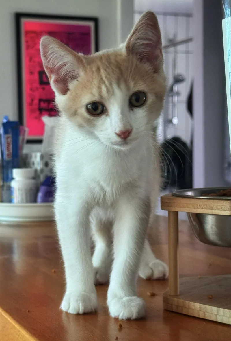 A baby small-sized male Orange & White Domestic Short Hair cat named Stephen King for adoption in North Haven, CT