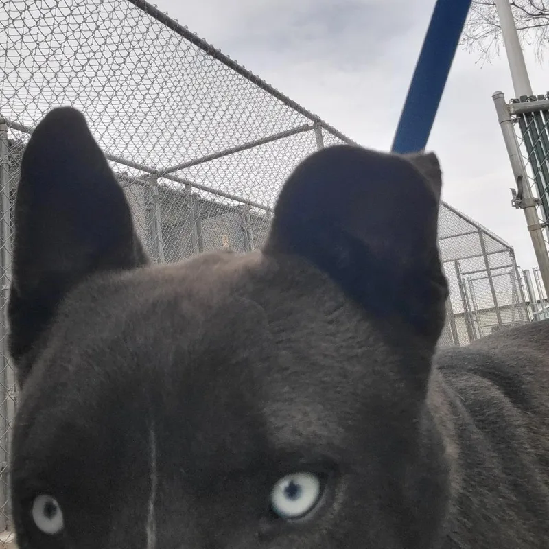 An adult medium-sized male Black Husky dog named Smokey for adoption in Amarillo, TX