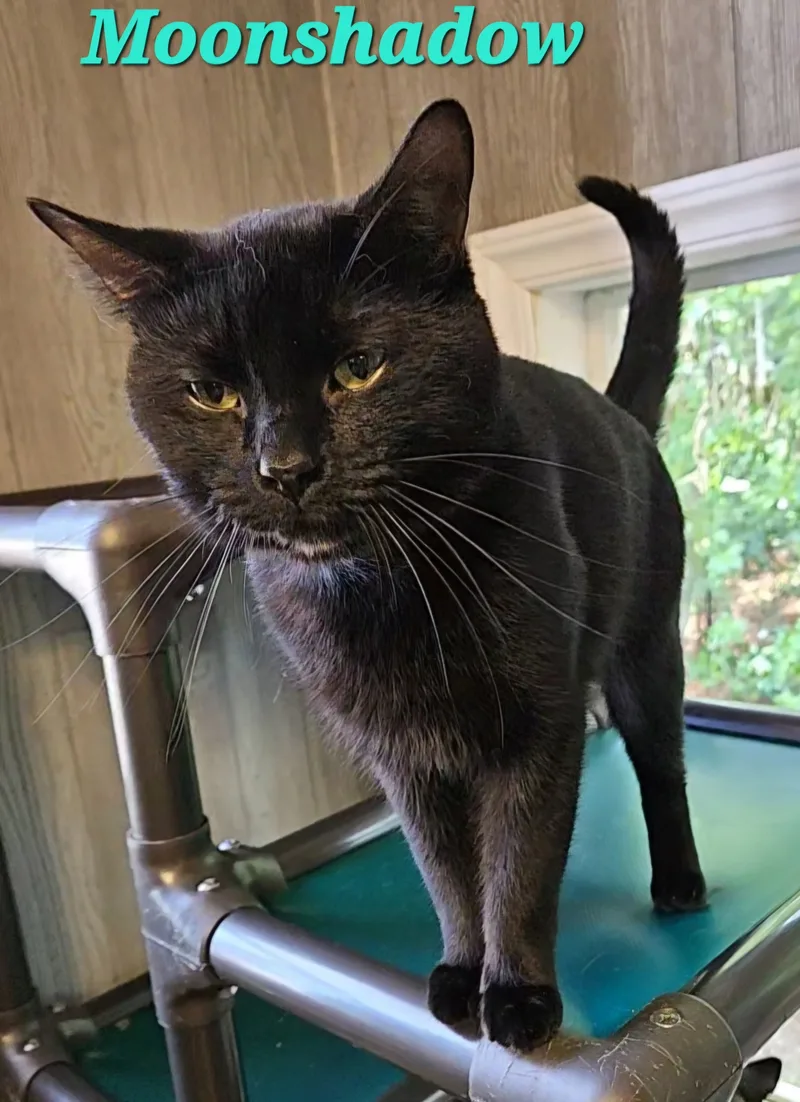 Moonshadow