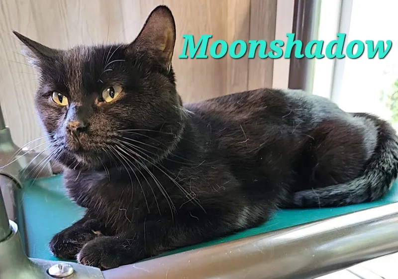 Moonshadow thumbnail 2