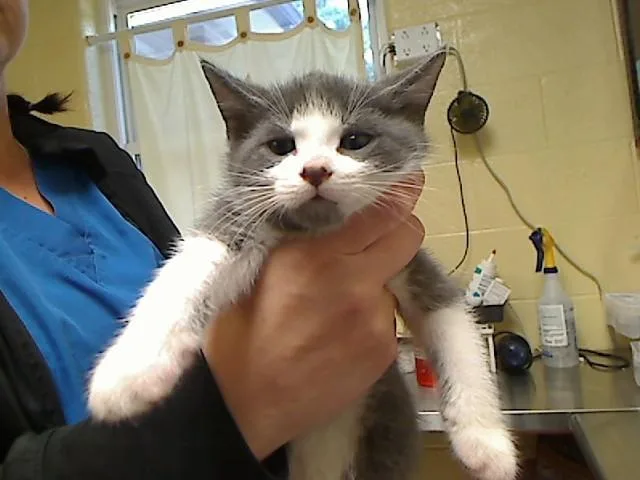 A baby medium-sized male Domestic Short Hair cat named Rome for adoption in Cookeville, TN