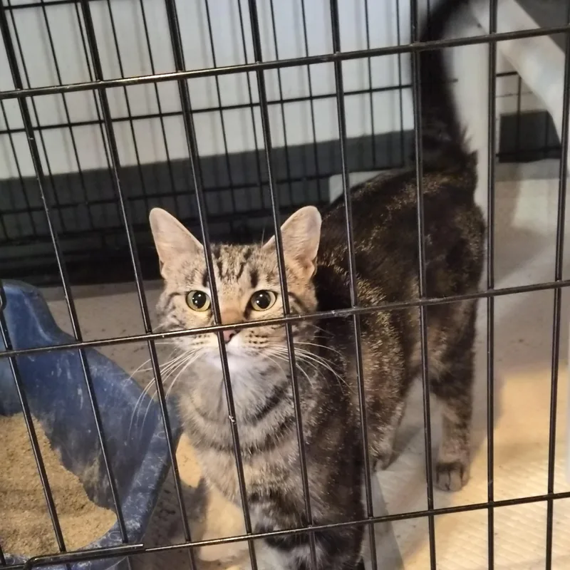 An adult medium-sized female Tabby (Brown / Chocolate) Domestic Short Hair cat named Bonita for adoption in Greeley, CO