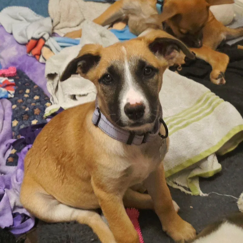 A baby medium-sized female Black Shepherd dog named Kendall for adoption in Houston, TX