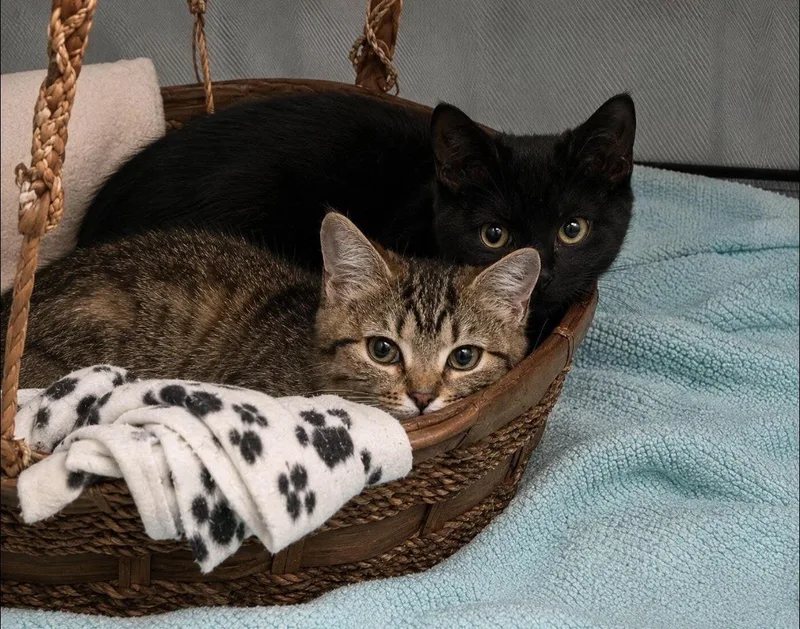 A baby small-sized male Black Domestic Short Hair cat named Chive & Basil for adoption in Bethlehem, PA