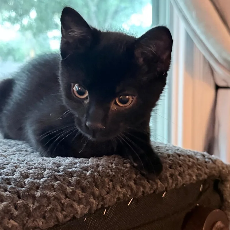 A baby small-sized male Black Domestic Short Hair cat named StarLord for adoption in Overland Park, KS