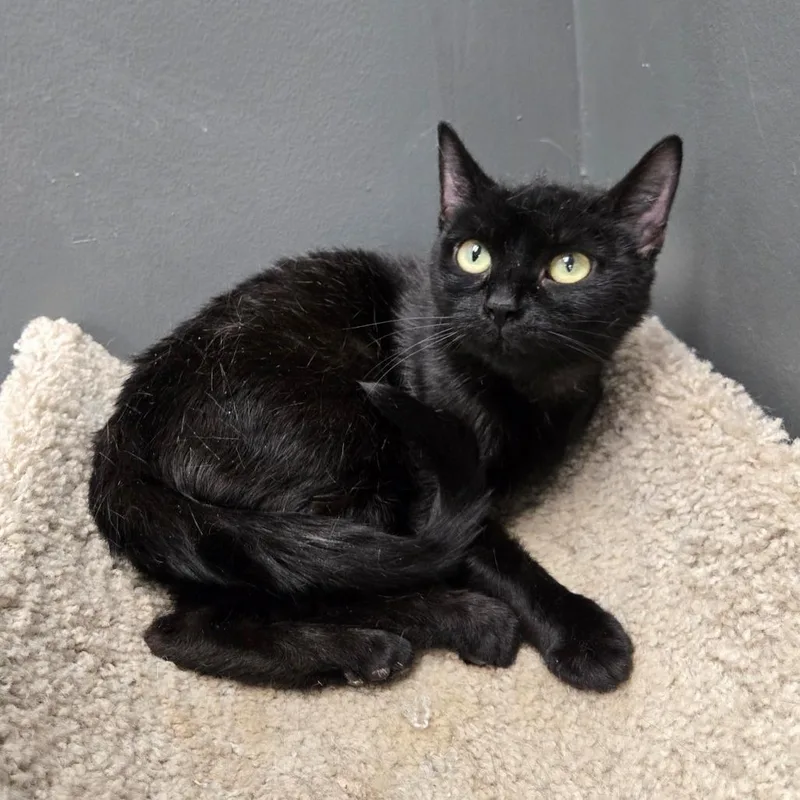 A young medium-sized female Black Domestic Short Hair cat named Precious for adoption in Hamburg, NY