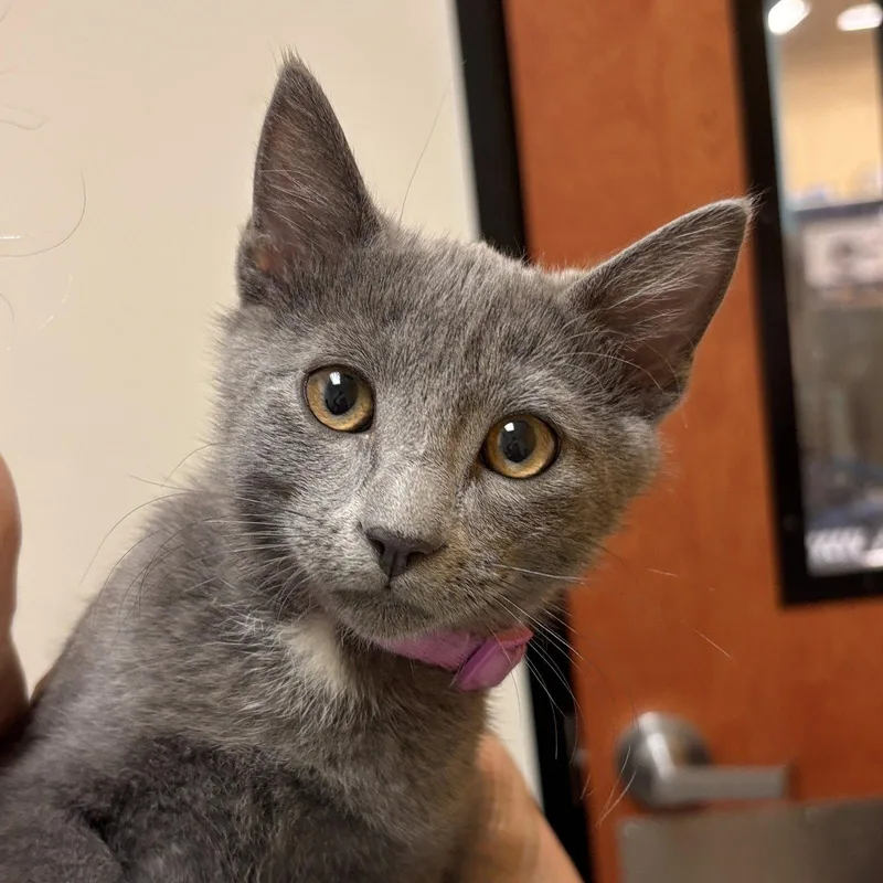 A baby medium-sized male Gray / Blue / Silver Domestic Short Hair cat named Popper for adoption in Sonora, CA