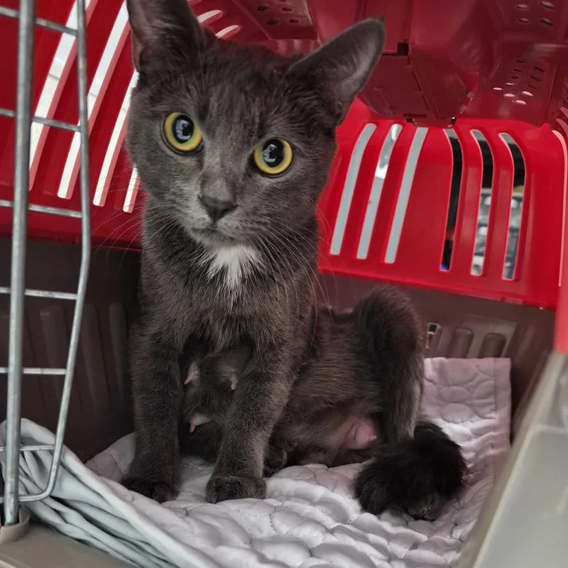 A young medium-sized female Gray / Blue / Silver Domestic Short Hair cat named Maggie for adoption in Chesapeake, VA