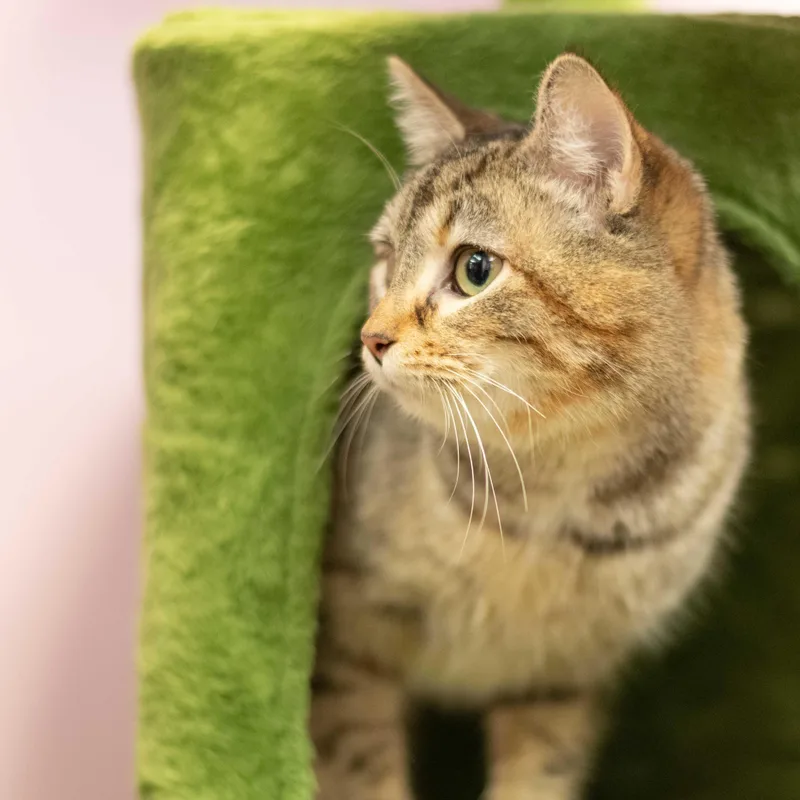 A young medium-sized female Tabby (Brown / Chocolate) Domestic Short Hair cat named Claire for adoption in Blairsville, PA