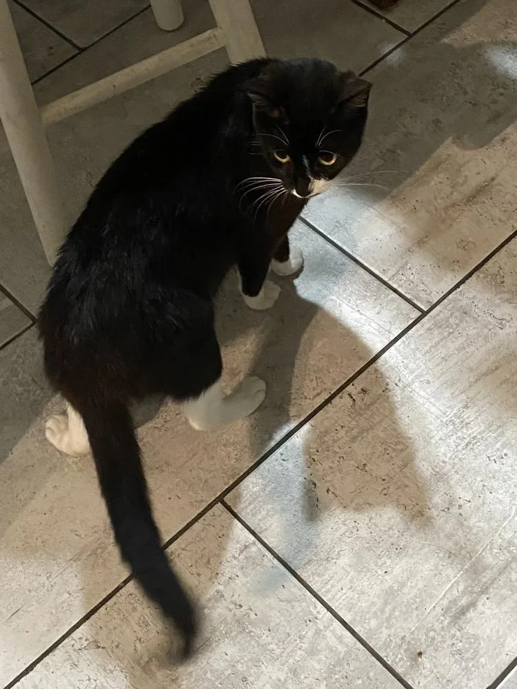 An adult medium-sized female Domestic Short Hair cat named Ninja for adoption in Fort Walton Beach, FL