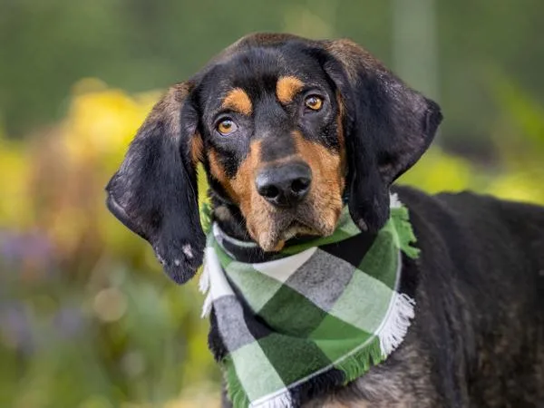 An adult large-sized male Black and Tan Coonhound dog named Nash for adoption in Portland, OR