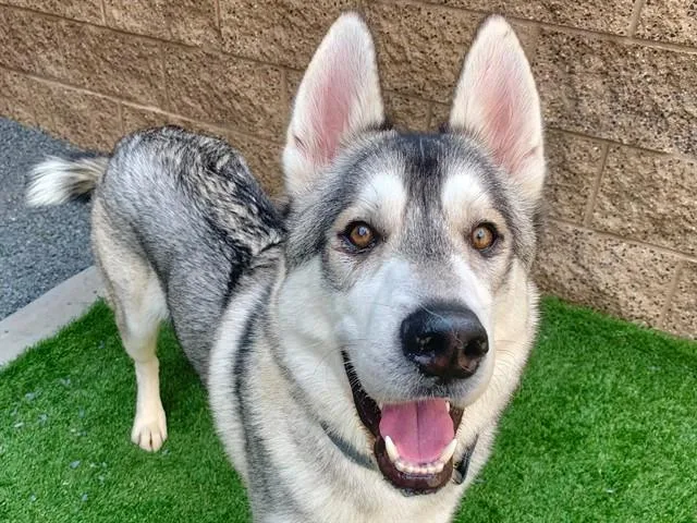 An adult large-sized male Siberian Husky dog named Huey for adoption in Moreno Valley, CA