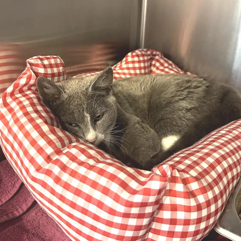 A baby small-sized female Gray / Blue / Silver Domestic Short Hair cat named Rocket for adoption in Birmingham, AL