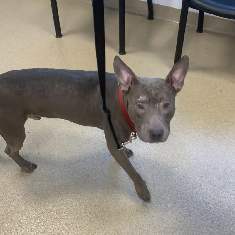 An adult medium-sized male Gray / Blue / Silver Mixed Breed dog named Rover for adoption in West Palm Beach, FL