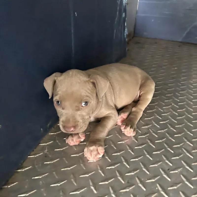 A baby small-sized male Gray / Blue / Silver Pit Bull Terrier dog named John Moore Rd strayPuppy for adoption in Roxboro, NC