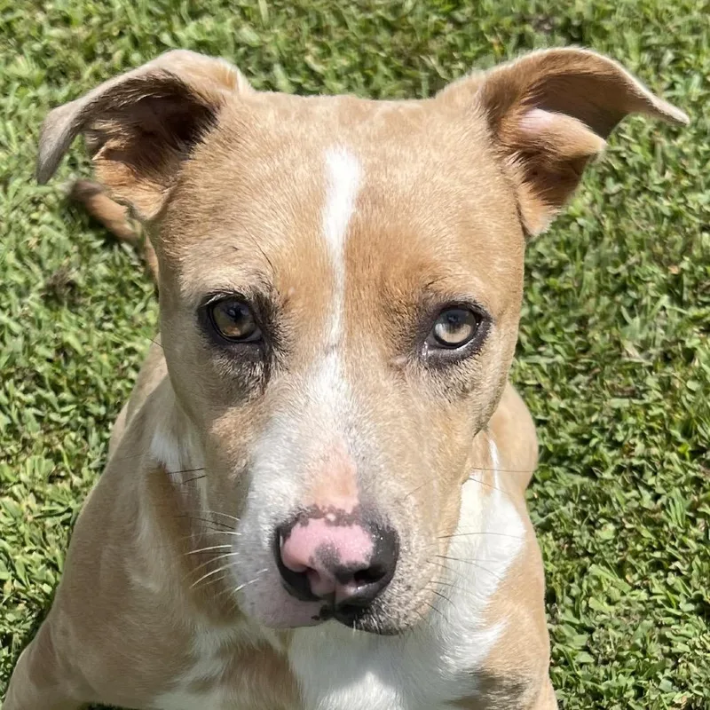 An adult medium-sized female Yellow / Tan / Blond / Fawn Mixed Breed dog named Espresso for adoption in Blairsville, GA
