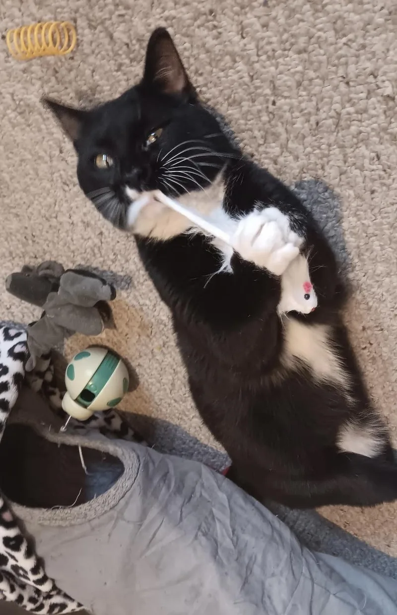 Houdini