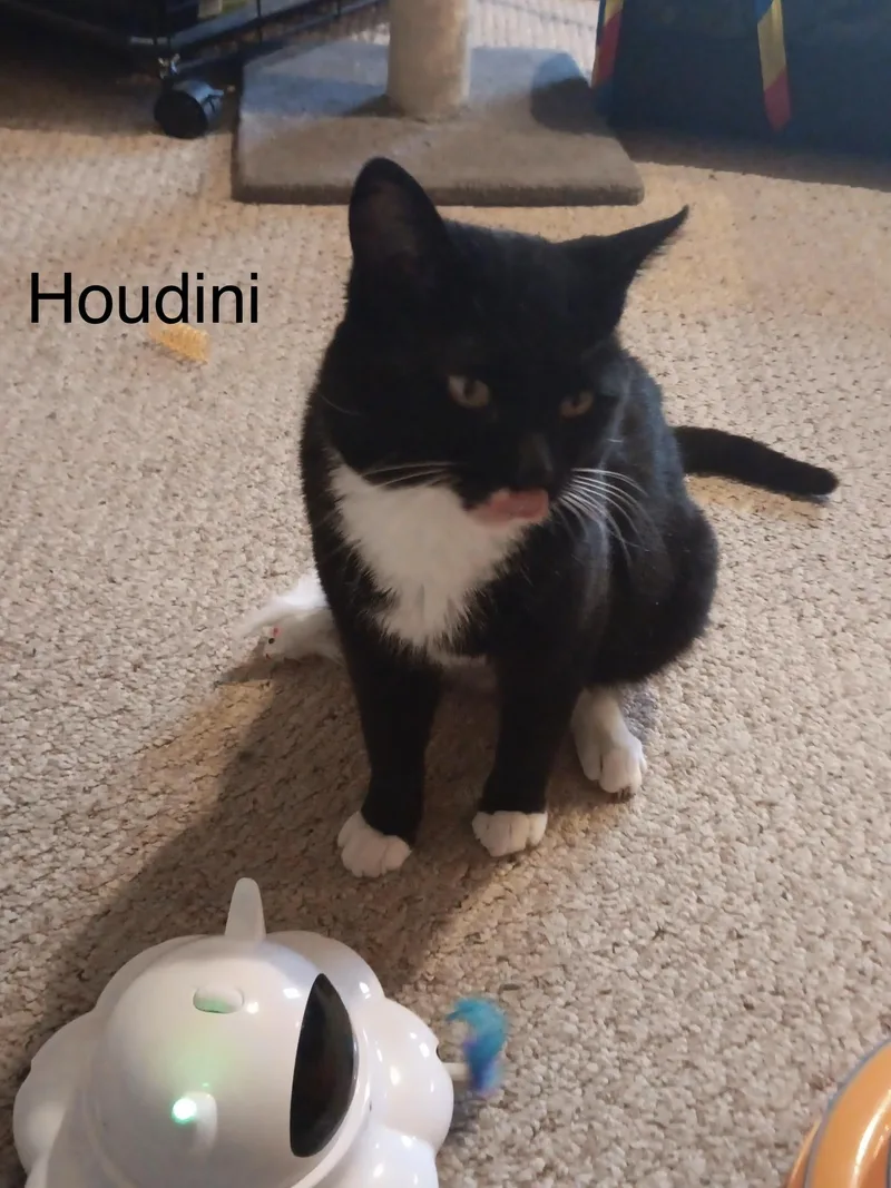 Houdini thumbnail 2