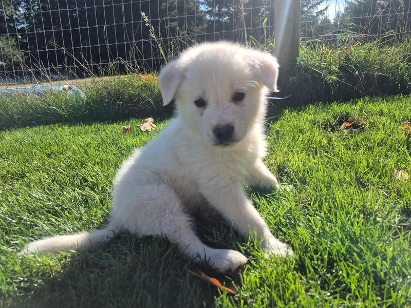 A baby medium-sized male White / Cream Shepherd dog named Jino for adoption in Olympia, WA